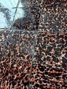 Tortoishell-tiles, real old ones